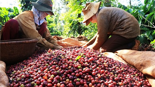 Quy định chống phá rừng của EU ảnh hưởng như thế nào đến sản xuất cà phê Việt Nam?