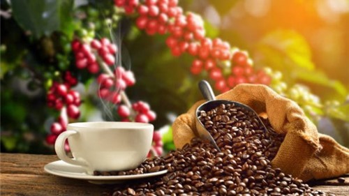 Giá cà phê hôm nay 8/9: Thị trường trong nước giảm 800 đồng/kg
