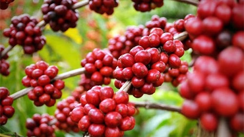 Giá cà phê hôm nay 18/9: Cà phê trong nước tiếp tục tăng 200 - 300 đồng/kg