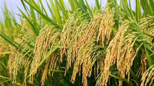 Giá lúa gạo hôm nay 23/9: Tiếp tục điều chỉnh giảm