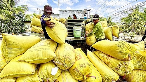 Giá lúa gạo hôm nay 24/9: Đà giảm tiếp tục kéo dài