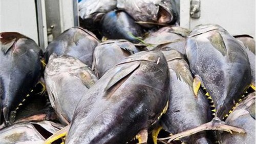 Chile tăng nhập khẩu cá ngừ Việt Nam