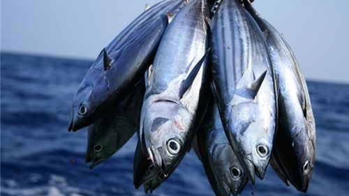 Xuất khẩu cá ngừ sang Tây Ban Nha sụt giảm mạnh