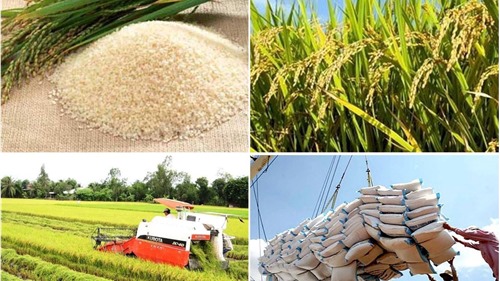 Giá lúa gạo hôm nay 12/10: Duy trì đà tăng