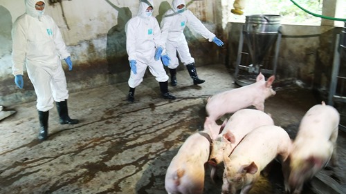 Hà Nội: Bệnh dịch tả lợn châu Phi tiếp tục phát sinh tại 152 hộ, cơ sở chăn nuôi