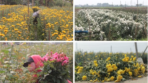 Hà Nội: Người trồng hoa Tây Tựu khóc ròng vì không có người mua