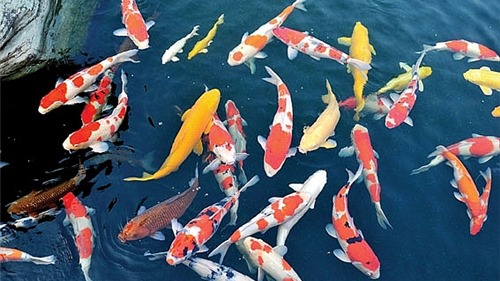 Cá Koi Nhật được nhà giàu Việt &#39;nâng niu&#39; có sống nổi trên sông Tô Lịch?