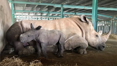 Vinpearl Safari chào đón bé tê giác mới chào đời với cái tên “Chiến thắng”