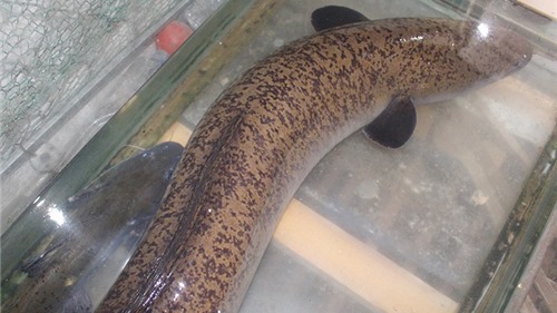 Nghệ An: Bắt được cá lệch “khủng” nặng 15kg