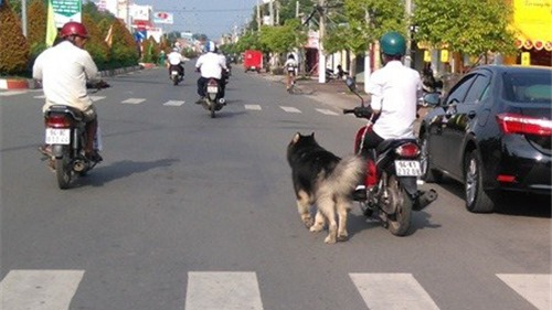 Từ 1/1/2020: Dắt chó đi dạo trên đường bằng xe máy sẽ bị xử phạt 200.000 đồng