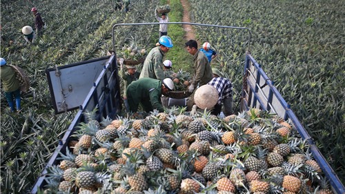 Mục sở thị vựa thu hoạch dứa nổi tiếng nhất xứ Thanh