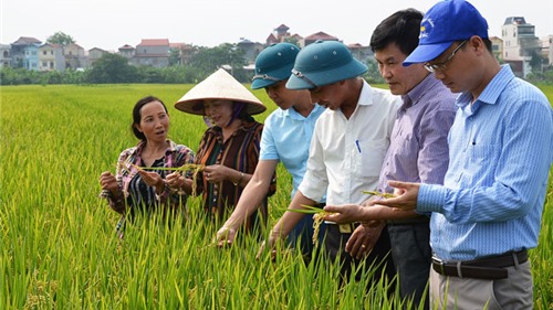 Mở hướng mới cho xuất khẩu gạo của Thủ đô