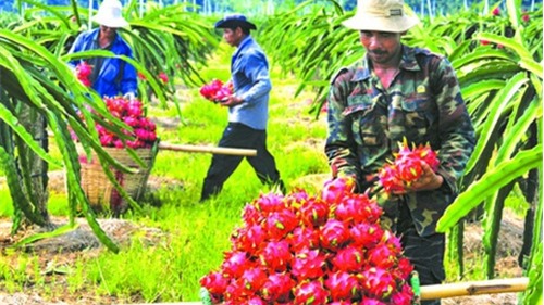 Tồn dư “hóa chất” - điểm nghẽn của nông sản Việt ở EVFTA?