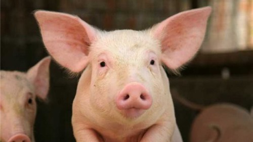  Giá thịt lợn có thể giảm khi lợn Thái Lan về Việt Nam tăng