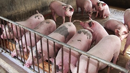 Hà Nội: 345 xã, phường, thị trấn đã qua 30 ngày không phát sinh bệnh dịch tả lợn
