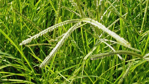 Công dụng của cỏ mần trầu trong điều trị bệnh