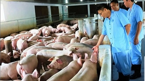 Hà Nội: Không phát sinh bệnh dịch tả lợn châu Phi