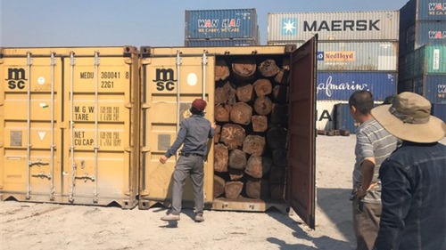 Phát hiện hàng chục container nghi gỗ giáng hương nhập lậu 