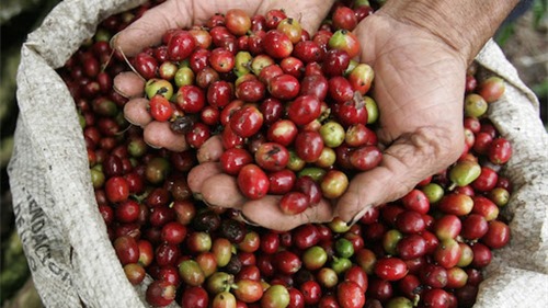 Giá cà phê hôm nay 20/2: Cà phê rớt dưới đáy