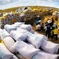 Xuất khẩu gạo năm 2023 có thể đạt 8 triệu tấn