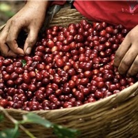 Giá cà phê hôm nay 3/11: Thị trường trong nước cao nhất là 58.300 đồng/kg
