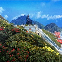 Ngỡ ngàng sắc hồng Anh đào kép phủ kín Fansipan tháng 4 