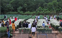  Giới trẻ chen chân chụp ảnh tại vườn cúc họa mi nở sớm nhất Hà Nội 