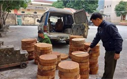 Hà Giang: Mật phục bắt giữ xe ô tô vận chuyển 104 thớt gỗ nghiến trái phép