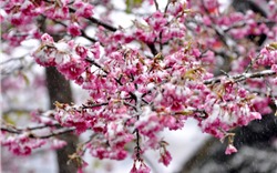 Mê mẩn ngắm hoa anh đào khoe sắc trong băng tuyết ở Sa Pa 