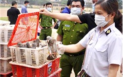 Hà Nội: Bắt giữ gần 4.000 con chim bồ câu nhập lậu từ Trung Quốc