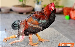 Cận cảnh con gà trống 4 chân “độc - dị” ở Hà Nội