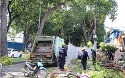 Hàng cổ thụ trên tuyến đường đẹp nhất Sài Gòn bắt đầu bị đốn hạ
