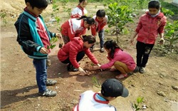 Thừa Thiên Huế phấn đấu tối thiểu 50% hệ thống cây xanh phủ bóng mát ở các trường học