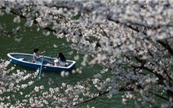 Mãn nhãn ngắm hoa anh đào nở rộ ở Tokyo, Nhật