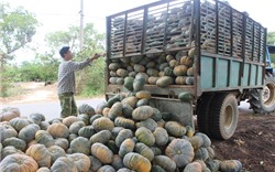 Giá rớt thảm hại, người trồng bí đỏ Đắk Lắk thua lỗ lại chờ giải cứu