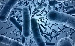 Những điều ít biết về hàm lượng chủng vi khuẩn trong men vi sinh