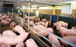 Giá thịt lợn tại Việt Nam cao gần gấp đôi châu Âu
