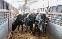 200 cô bò sữa hữu cơ "cưỡi" máy bay từ Úc về Việt Nam