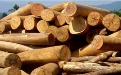 Ngừng kinh doanh tạm nhập, tái xuất gỗ rừng tự nhiên từ Lào và Campuchia