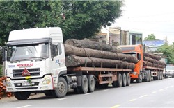 Bắt 4 xe container vận chuyển hàng chục cây &#39;khủng&#39; không rõ nguồn gốc