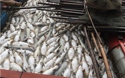 Đồng Nai: Cá nuôi bè trên sông La Ngà lại chết bất thường