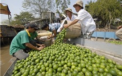 Nông nghiệp tăng trưởng cao nhất 7 năm qua