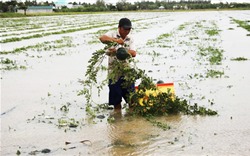 Gần 70 ha dưa hấu ngập trong biển nước, nông dân Cà Mau lo mất Tết
