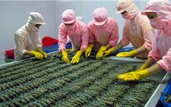 Trung Quốc đứng thứ 4 trong các thị trường xuất khẩu tôm của Việt Nam