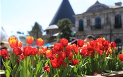 Hơn triệu bông tulip biến Bà Nà thành “xứ sở Hà Lan”