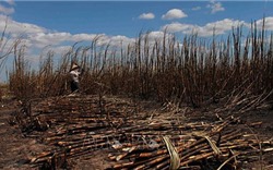 Đắk Lắk: Cánh đồng mía đang chờ thu hoạch bị cháy rụi