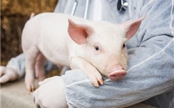 Bác sĩ Anh: Tim lợn có thể được sử dụng cấy ghép cho người trong 3 năm nữa