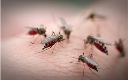 6 căn bệnh nguy hiểm lây truyền từ muỗi