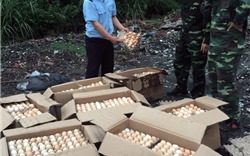 Bắt giữ gần 6.000 quả trứng gia cầm nhập lậu