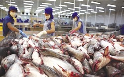 Con đường mới cho cá da trơn Việt Nam nhập khẩu vào Mỹ